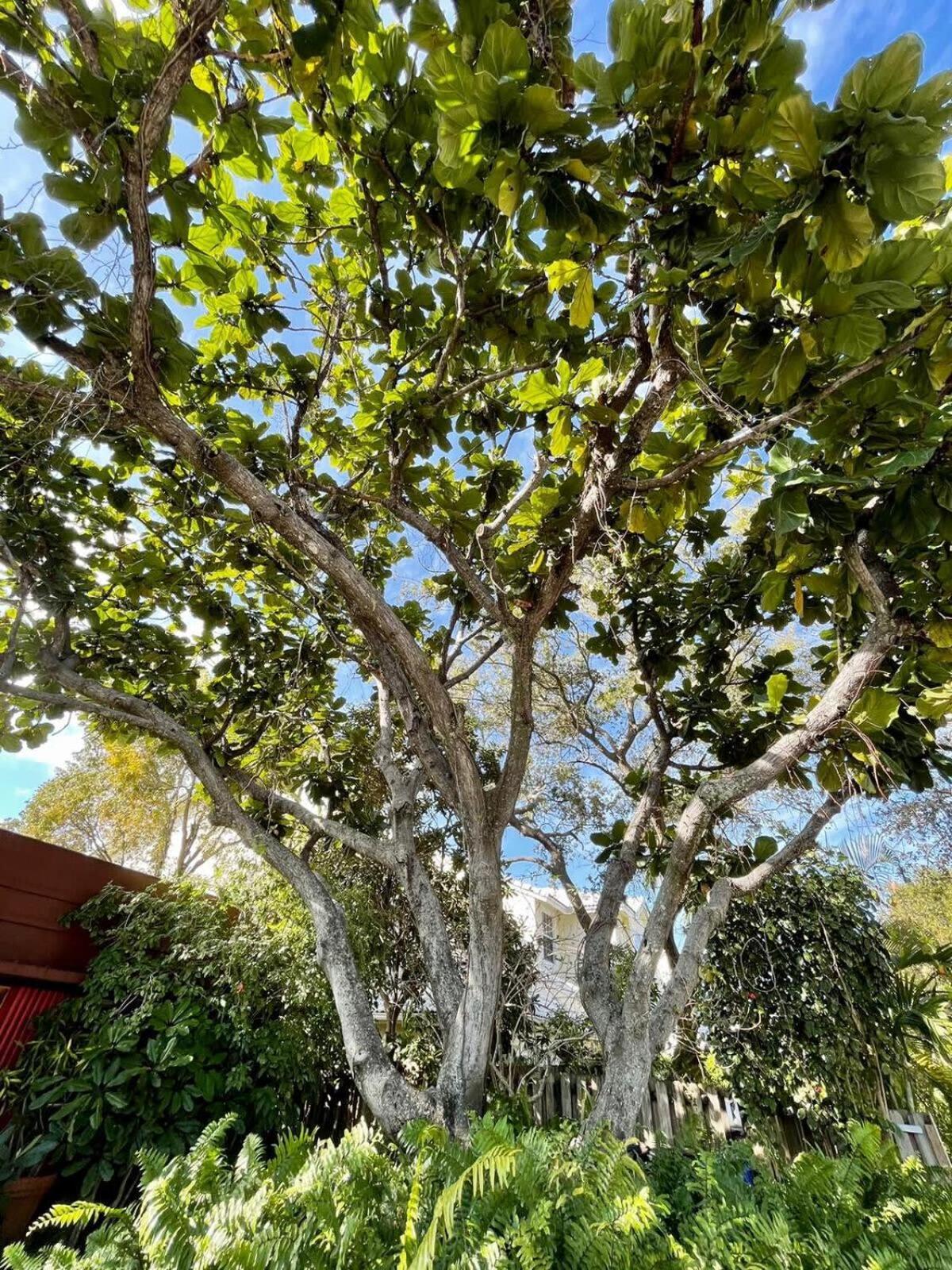 Delight And Cozy Apt Close To Las Olas & The Beach フォート・ローダーデール エクステリア 写真